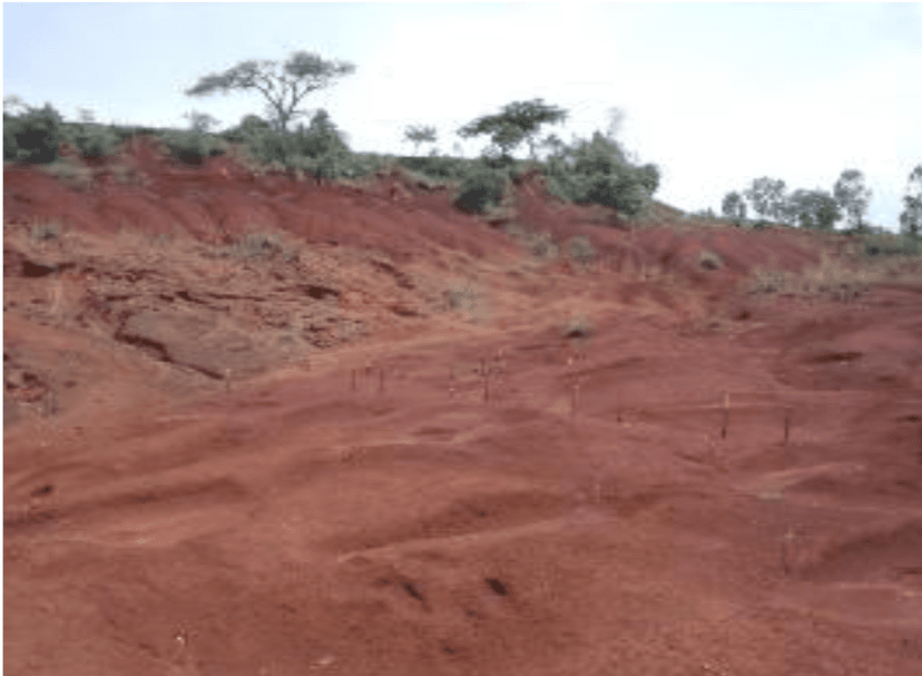 Bulbula Restoration Site