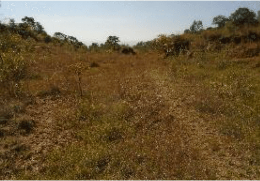 Bulbula Restoration Site